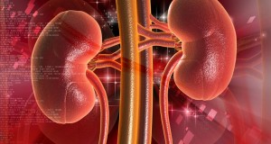 The Vital Role of Your Kidneys