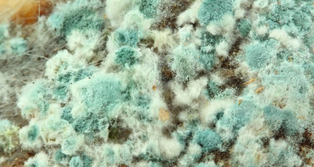 Mold: The Hidden Pest inside Your House