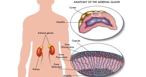 Small but Significant: The Purpose of the Adrenal Glands