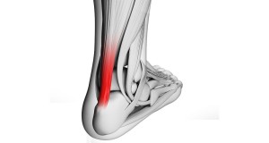 The Important Role of the Achilles Tendon