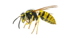 Honey Bees and Five Other Insects that Sting