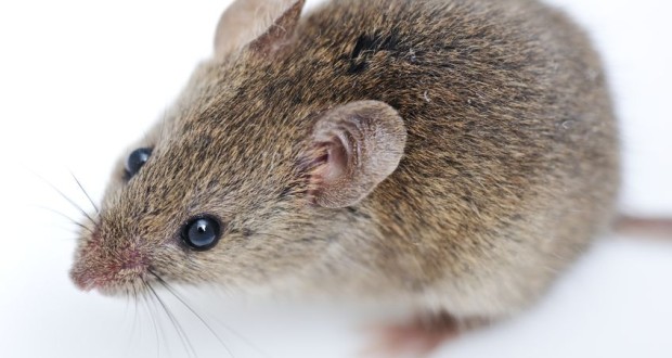 How Stem Cells Made Old Mice Young Again