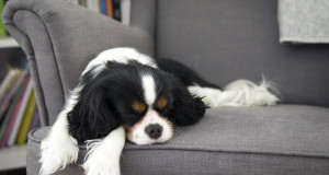 Four Good Dog Breeds for Apartment Living