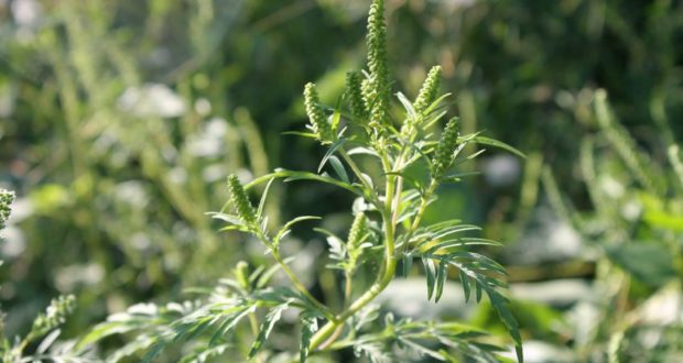 Why Air Pollution Can Make Ragweed Allergies Even Worse
