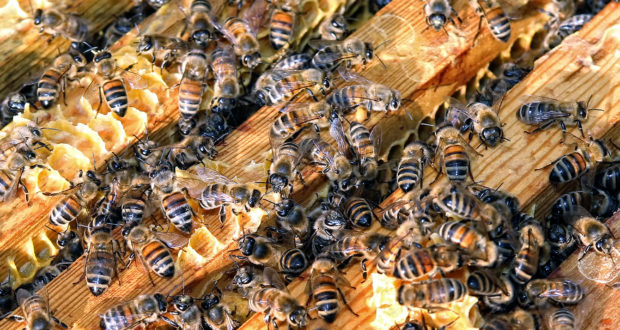 How Hemp Can Help Honeybees