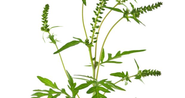 A Common Irritant: Putting Ragweed Under the Microscope